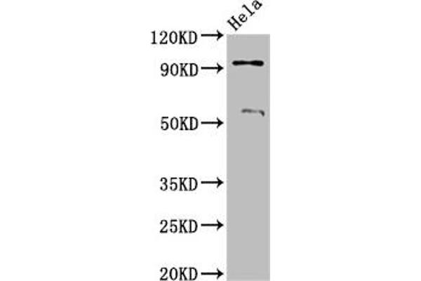 Adam23 anticorps  (AA 498-647)