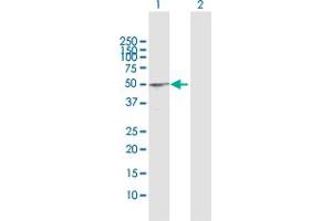 Western Blot analysis of BCL3 expression in transfected 293T cell line by BCL3 MaxPab polyclonal antibody. (BCL3 anticorps  (AA 1-446))