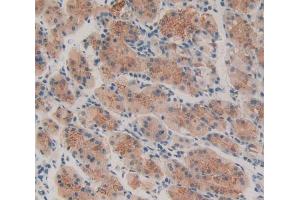 Used in DAB staining on fromalin fixed paraffin- embedded stomach tissue (Thrombopoietin anticorps  (AA 25-298))