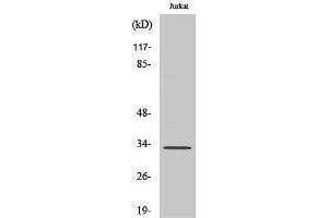 Western Blotting (WB) image for anti-Methyl-CpG Binding Domain Protein 3 (MBD3) (C-Term) antibody (ABIN3175933) (MBD3 anticorps  (C-Term))