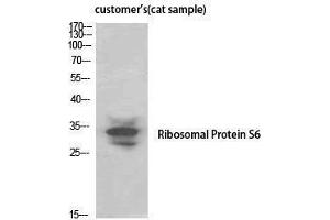 Western Blotting (WB) image for anti-Ribosomal Protein S6 (RPS6) (Thr821) antibody (ABIN3177268) (RPS6 anticorps  (Thr821))