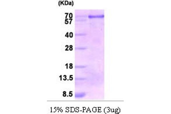 Calnexin Protein (CANX) (AA 21-481)