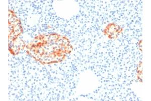 Formalin-fixed, paraffin-embedded human Pancreas stained with Chromogranin A Mouse Recombinant Monoclonal Antibody (rCHGA/798). (Recombinant Chromogranin A anticorps)