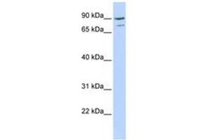 Image no. 1 for anti-A Kinase (PRKA) Anchor Protein 8 (AKAP8) (AA 539-588) antibody (ABIN6742313) (AKAP8 anticorps  (AA 539-588))