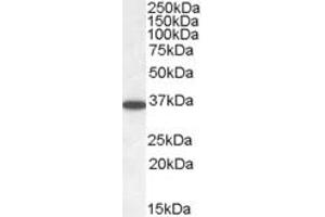 Western Blotting (WB) image for anti-PPP2C (C-Term) antibody (ABIN2465277) (PPP2C (C-Term) anticorps)
