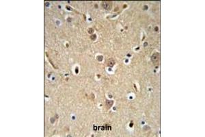 NEDD4 Antibody (C-term) (ABIN653889 and ABIN2843135) IHC analysis in formalin fixed and paraffin embedded brain tissue followed by peroxidase conjugation of the secondary antibody and DAB staining. (NEDD4 anticorps  (C-Term))