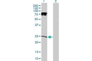 Western Blot analysis of GDNF expression in transfected 293T cell line by GDNF MaxPab polyclonal antibody. (GDNF anticorps  (AA 1-211))