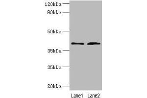 Western blot All lanes: DCN antibody at 2 μg/mL Lane 1: Mouse heart tissue Lane 2: HepG2 whole cell lysate Secondary Goat polyclonal to rabbit IgG at 1/10000 dilution Predicted band size: 40, 28, 24, 20, 9 kDa Observed band size: 40 kDa (Decorin anticorps  (AA 20-359))