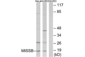 Western Blotting (WB) image for anti-Single-Stranded DNA Binding Protein 1 (SSBP1) (C-Term) antibody (ABIN1849545) (SSBP1 anticorps  (C-Term))