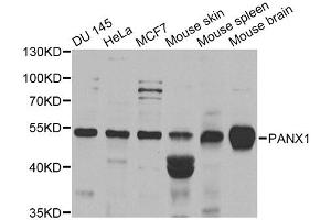 Western blot analysis of extracts of various cell lines, using PANX1 antibody. (PANX1 anticorps)