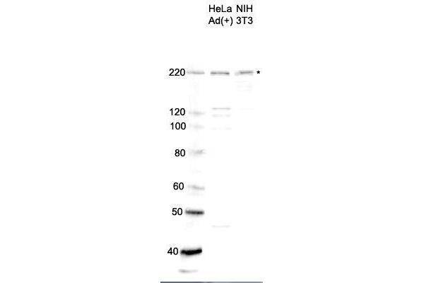 SMARCA4 anticorps  (C-Term)