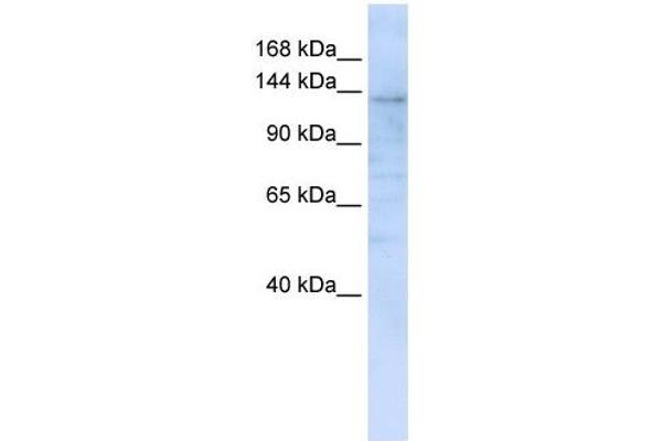 IMPG2 anticorps  (C-Term)