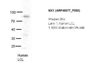Image no. 2 for anti-Myxovirus Resistance Protein 1 (MX1) (C-Term) antibody (ABIN785323) (MX1 anticorps  (C-Term))