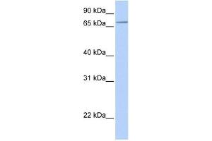 SLC44A3 antibody used at 1 ug/ml to detect target protein. (SLC44A3 anticorps  (N-Term))