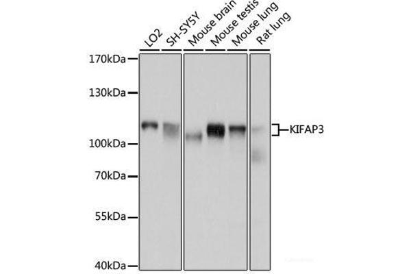 KIFAP3 anticorps