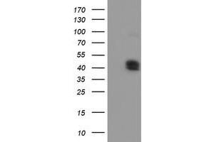 Image no. 1 for anti-Carboxypeptidase O (CPO) antibody (ABIN1497098) (CPO anticorps)