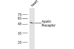 Western Blotting (WB) image for anti-Apelin Receptor (APLNR) (AA 52-66) antibody (ABIN740160)