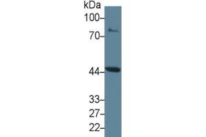 Western Blotting (WB) image for Indoleamine 2,3-Dioxygenase (IDO) ELISA Kit (ABIN6730945)