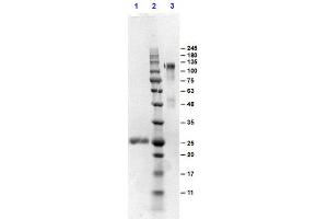 SDS-PAGE results of Goat F(ab')2 Anti-MOUSE IgG Antibody Min X human serum proteins. (Chèvre anti-Souris IgG (Heavy & Light Chain) Anticorps - Preadsorbed)