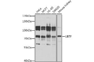 Western blot analysis of extracts of various cell lines, using UBTF antibody  at 1:1000 dilution. (UBTF anticorps  (AA 200-440))