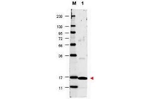 Image no. 1 for anti-Interleukin 17A (IL17A) antibody (ABIN1102458) (Interleukin 17a anticorps)