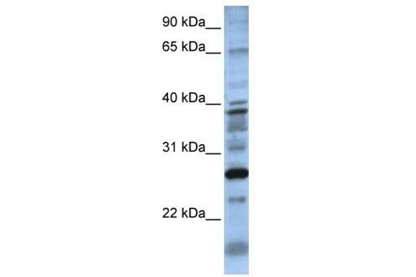 DOLPP1 anticorps  (N-Term)