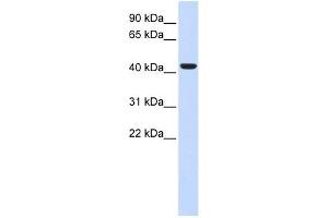 BACE1 antibody used at 1 ug/ml to detect target protein. (BACE1 anticorps  (N-Term))