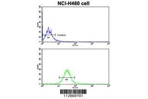 Flow cytometric analysis of NCI-H460 cells using Cadherin 10 (CDH10) Antibody (bottom histogram) compared to a negative control cell (top histogram). (CDH10 anticorps  (C-Term))