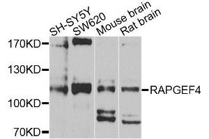 Western blot analysis of extracts of various cell lines, using RAPGEF4 antibody (ABIN5972539) at 1/1000 dilution. (RAPGEF4 anticorps)