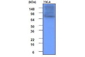 Western Blotting (WB) image for anti-Heat Shock Protein 90kDa alpha (Cytosolic), Class A Member 1 (HSP90AA1) (AA 1-732), (N-Term) antibody (ABIN317533) (HSP90AA1 anticorps  (N-Term))