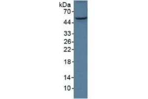 Western Blotting (WB) image for Angiopoietin-Like 3 (ANGPTL3) ELISA Kit (ABIN6730980)