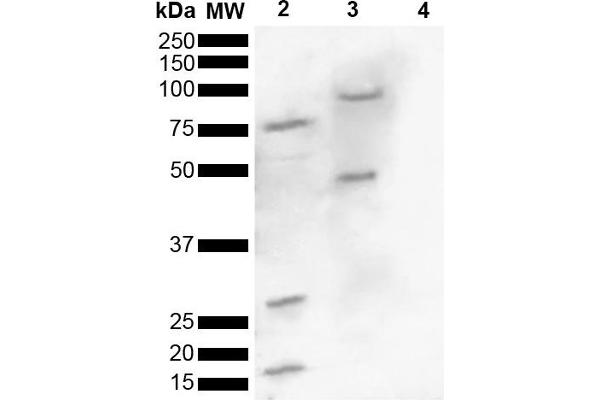 SNCA anticorps  (pSer129)