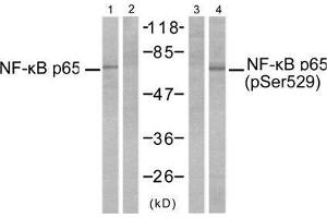 Western blot analysis of extracts from MDA-MB-231 cells, untreated or treated with TNF-α (20ng/ml, 10min) using NF-κB p65 (Ab-529) antibody (E021210, Line 1 and 2) and NF-κB p65 (phospho-Ser529) antibody (E011217, Line 3 and 4). (NF-kB p65 anticorps  (pSer529))