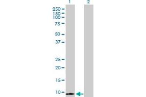 Western Blot analysis of S100A7 expression in transfected 293T cell line by S100A7 MaxPab polyclonal antibody. (S100A7 anticorps  (AA 1-101))