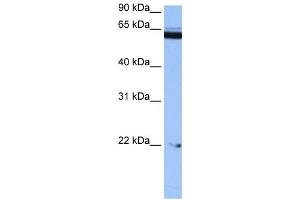 C14ORF174 antibody used at 0. (C14orf174 anticorps  (N-Term))