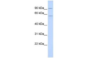 CUGBP2 antibody used at 1 ug/ml to detect target protein. (CELF2 anticorps  (N-Term))