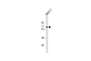 Western Blot at 1:1000 dilution + MCF-7 whole cell lysate Lysates/proteins at 20 ug per lane. (IL-10RA anticorps  (AA 147-175))