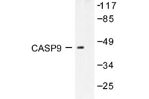 Image no. 1 for anti-Caspase 9, Apoptosis-Related Cysteine Peptidase (CASP9) antibody (ABIN271876) (Caspase 9 anticorps)