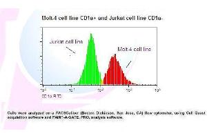 Image no. 1 for anti-CD1a (CD1a) antibody (FITC) (ABIN1112081) (CD1a anticorps  (FITC))