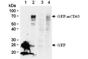 Western blot analysis of mouse CD63 expression in GFP-tagged mouse CD63 transfected 293T (2, 4) and GFP transfected 293T (1, 3) using anti-GFP antibody (clone 1E4, lane 1 and 2) or anti-mouse CD63 (clone R5G2, lane 3 and 4, AM26556AF-N). (CD63 anticorps)