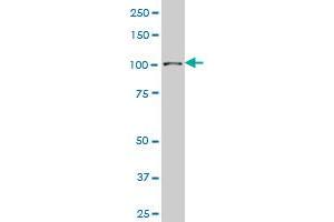 SP3 monoclonal antibody (M08), clone 2F6. (Sp3 anticorps  (AA 287-430))