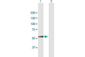 Western Blot analysis of IFIT5 expression in transfected 293T cell line by IFIT5 MaxPab polyclonal antibody. (IFIT5 anticorps  (AA 1-482))