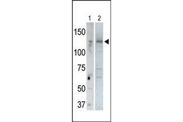 USP25 anticorps  (C-Term)