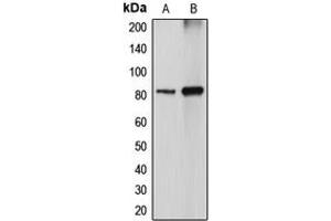Western blot analysis of DGK alpha expression in MDCK (A), COS7 (B) whole cell lysates. (DGKA anticorps  (Center))