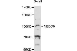 Western blot analysis of extracts of B-cell cells, using NEDD9 Antibody (ABIN5998318) at 1:3000 dilution. (NEDD9 anticorps)