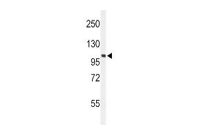 Western Blotting (WB) image for anti-EPH Receptor A2 (EPHA2) (AA 30-60), (N-Term) antibody (ABIN391885)