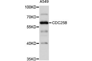 Western blot analysis of extracts of A-549 cells, using CDC25B antibody (ABIN4903213) at 1:1000 dilution. (CDC25B anticorps)