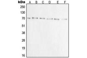 Western blot analysis of Ku70 expression in A549 (A), A431 (B), C32 (C), HeLa (D), Jurkat (E), COS7 (F) whole cell lysates. (XRCC6 anticorps  (N-Term))