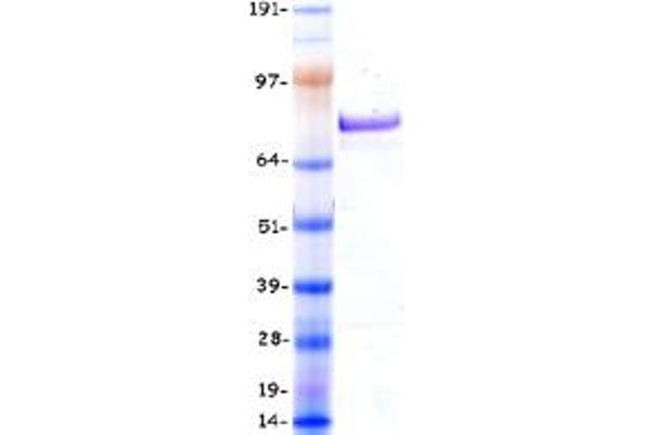 AF9 Protein (Myc-DYKDDDDK Tag)