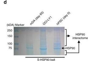 Western Blotting (WB) image for anti-Heat Shock Protein 90 (HSP90) antibody (ABIN361718)
